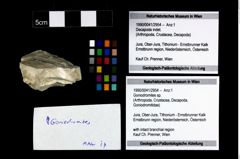 Foto (Objekt + Etikett) von Goniodromites sp.  (NHMW-GEO-1990-0041-2954)